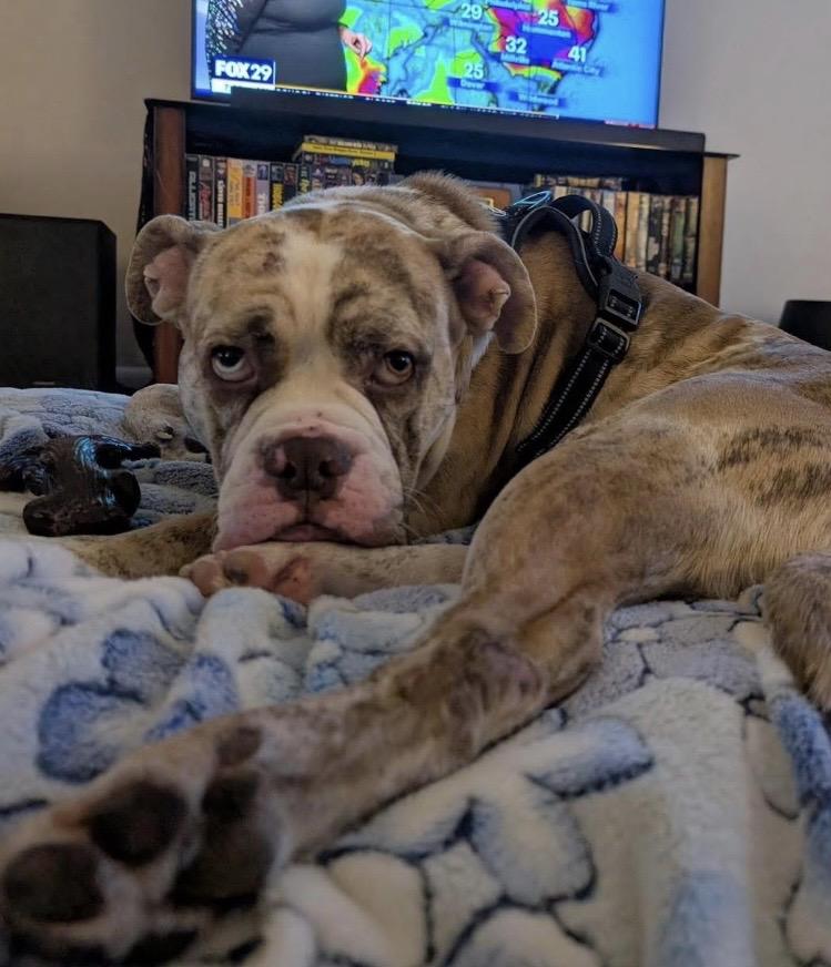 Enlarge Watkins, a ADOPTABLE mixed breed in Philadelphia, PA image 3/6