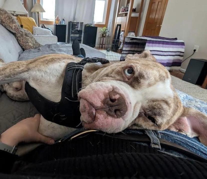 Enlarge Watkins, a ADOPTABLE mixed breed in Philadelphia, PA image 4/6