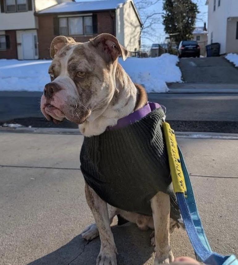 Enlarge Watkins, a ADOPTABLE mixed breed in Philadelphia, PA image 6/6