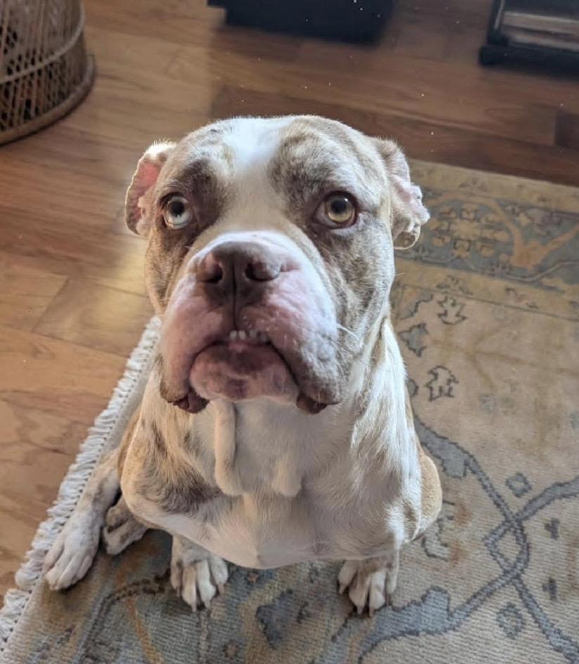 Watkins, ADOPTABLE, Young Male American Bulldog.