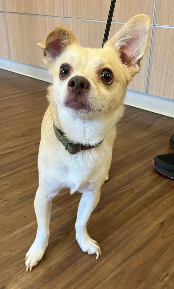 Mel, Adoptable, Adult Male Chihuahua & Parson Russell Terrier.