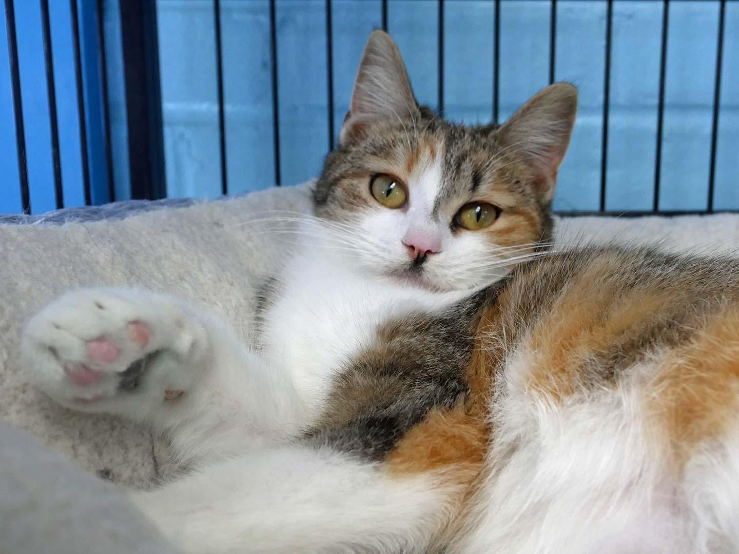 Plum, a ADOPTABLE mixed breed in Bloomingdale, NJ image 2/5