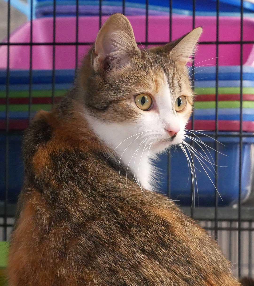 Plum, a ADOPTABLE mixed breed in Bloomingdale, NJ image 4/5