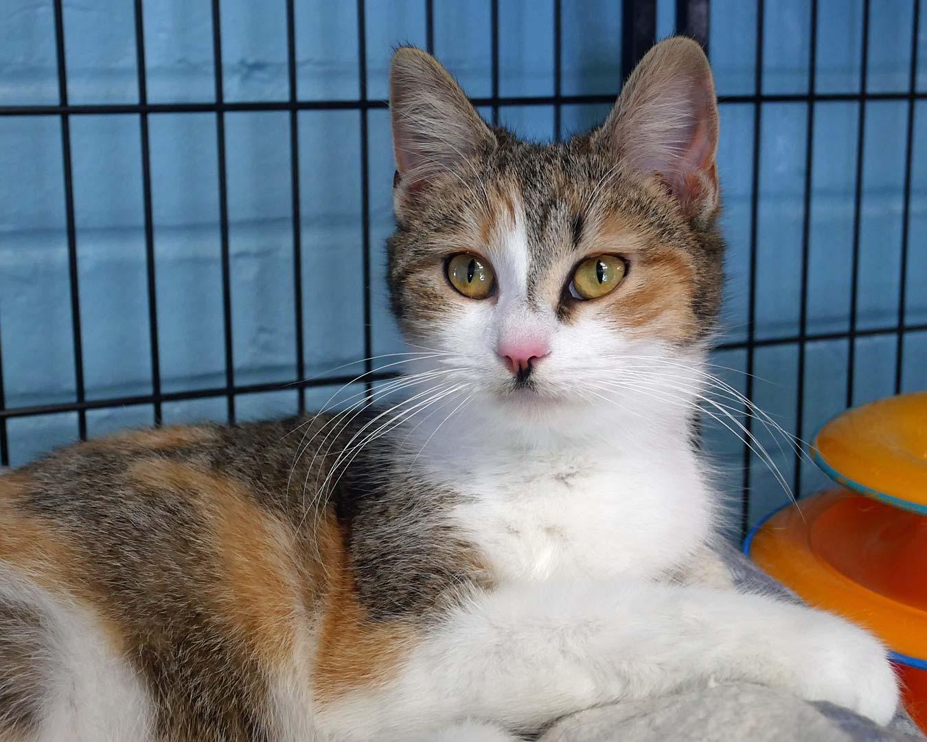 Plum, a ADOPTABLE mixed breed in Bloomingdale, NJ image 3/5