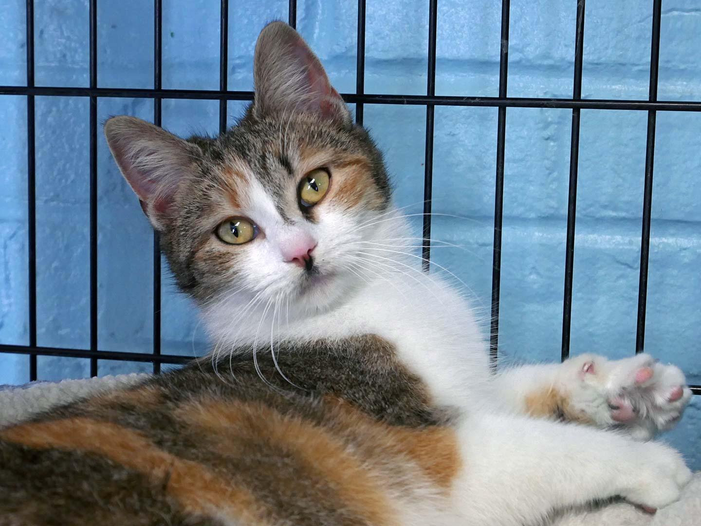 Plum, ADOPTABLE, Young Female Tabby & Domestic Short Hair.
