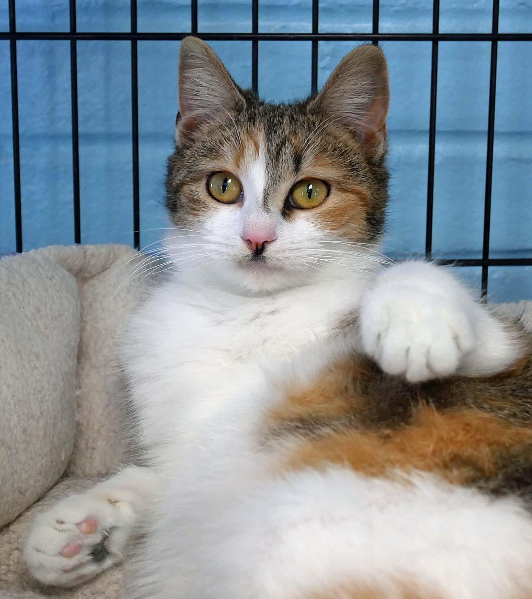 Plum, a ADOPTABLE mixed breed in Bloomingdale, NJ image 5/5