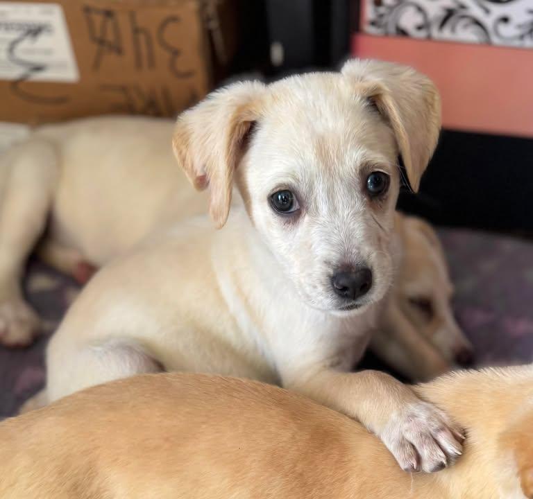 Enlarge Charlie, a Adoptable mixed breed in Marengo, IL image 1/1