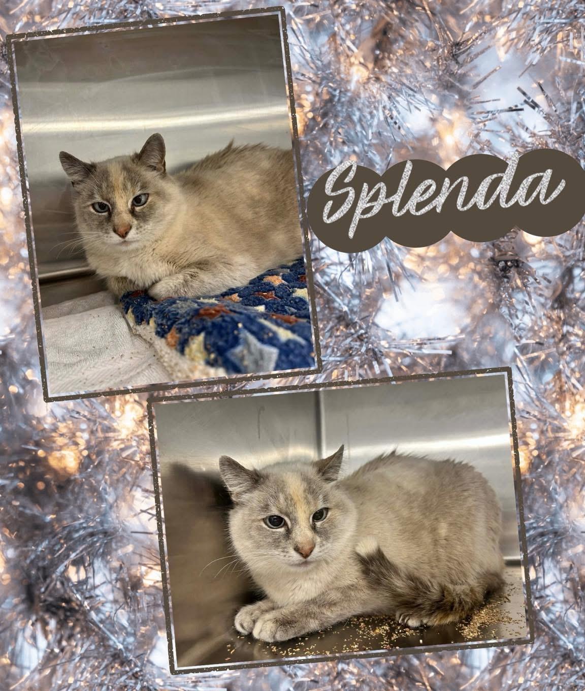 Enlarge Splenda , an adopted Domestic Short Hair in Howes Cave, NY image 1/1