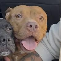 Reddy — thumbnail 2