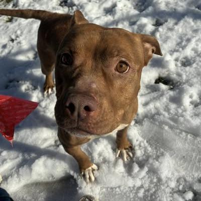 Reddy — thumbnail 3