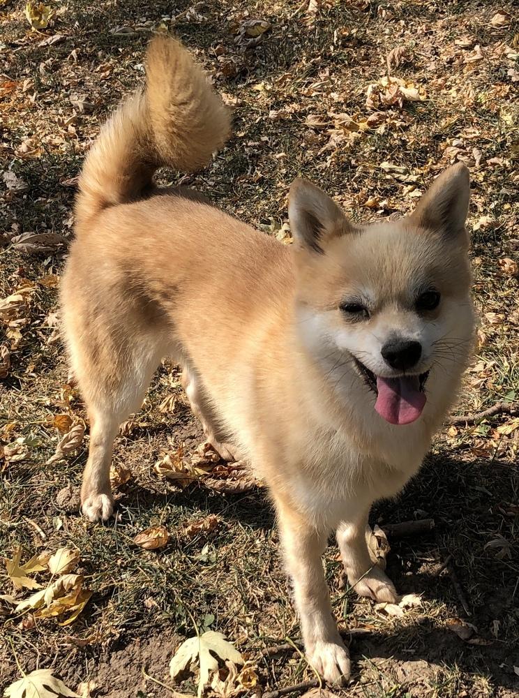 Doodle, Adopted, Adult Female Klee Kai.