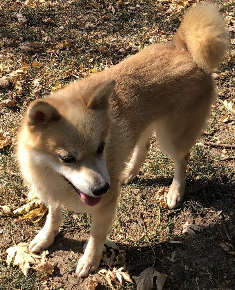 Enlarge Doodle, a Adopted Klee Kai in Minneapolis, KS image 2/6