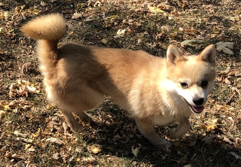Enlarge Doodle, a Adopted Klee Kai in Minneapolis, KS image 3/6