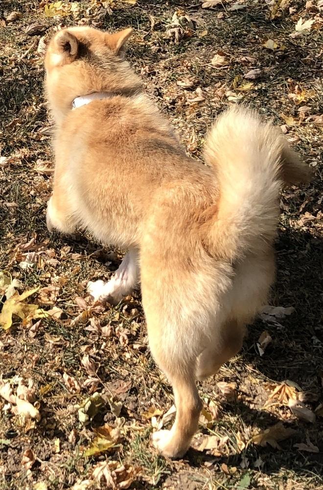 Enlarge Doodle, a Adopted Klee Kai in Minneapolis, KS image 4/6