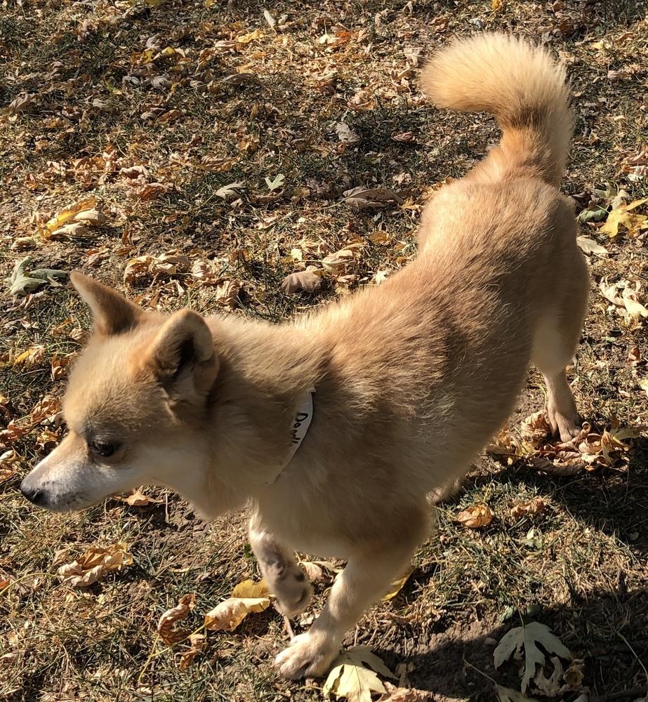 Enlarge Doodle, a Adopted Klee Kai in Minneapolis, KS image 5/6