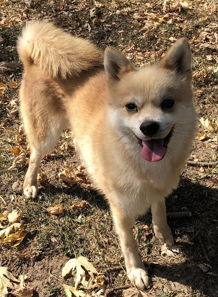 Enlarge Doodle, a Adopted Klee Kai in Minneapolis, KS image 6/6