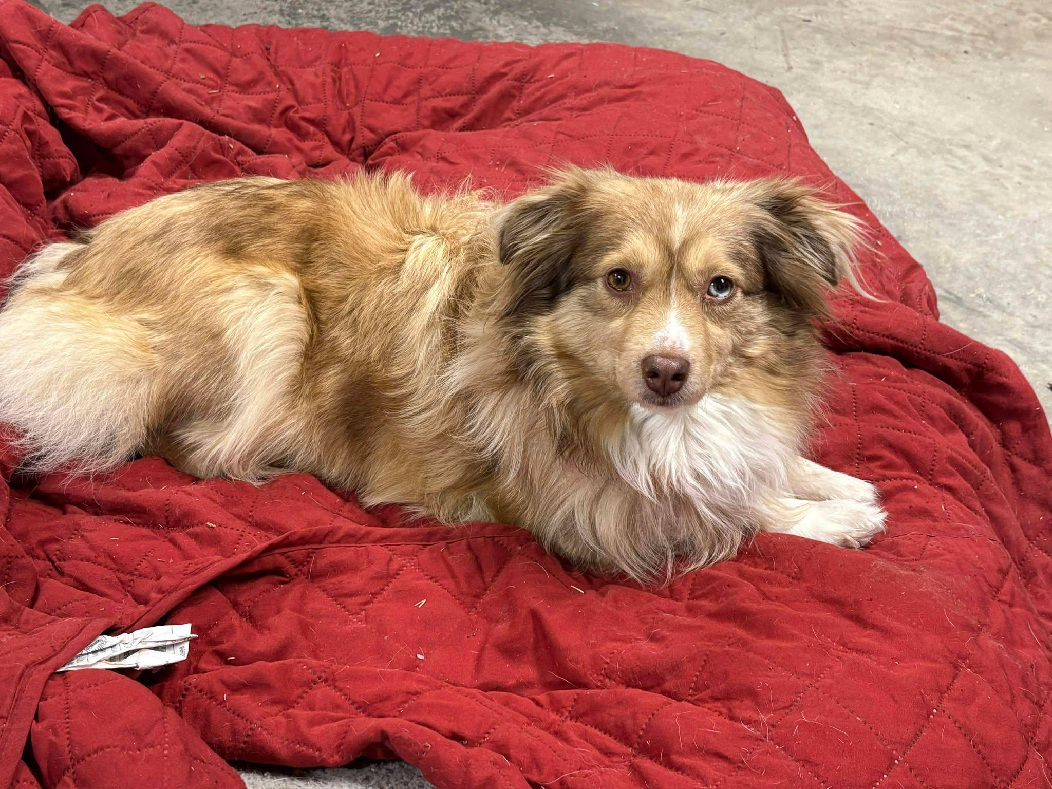 Enlarge Lou, a ADOPTABLE mixed breed in Saskatoon, SK image 3/5