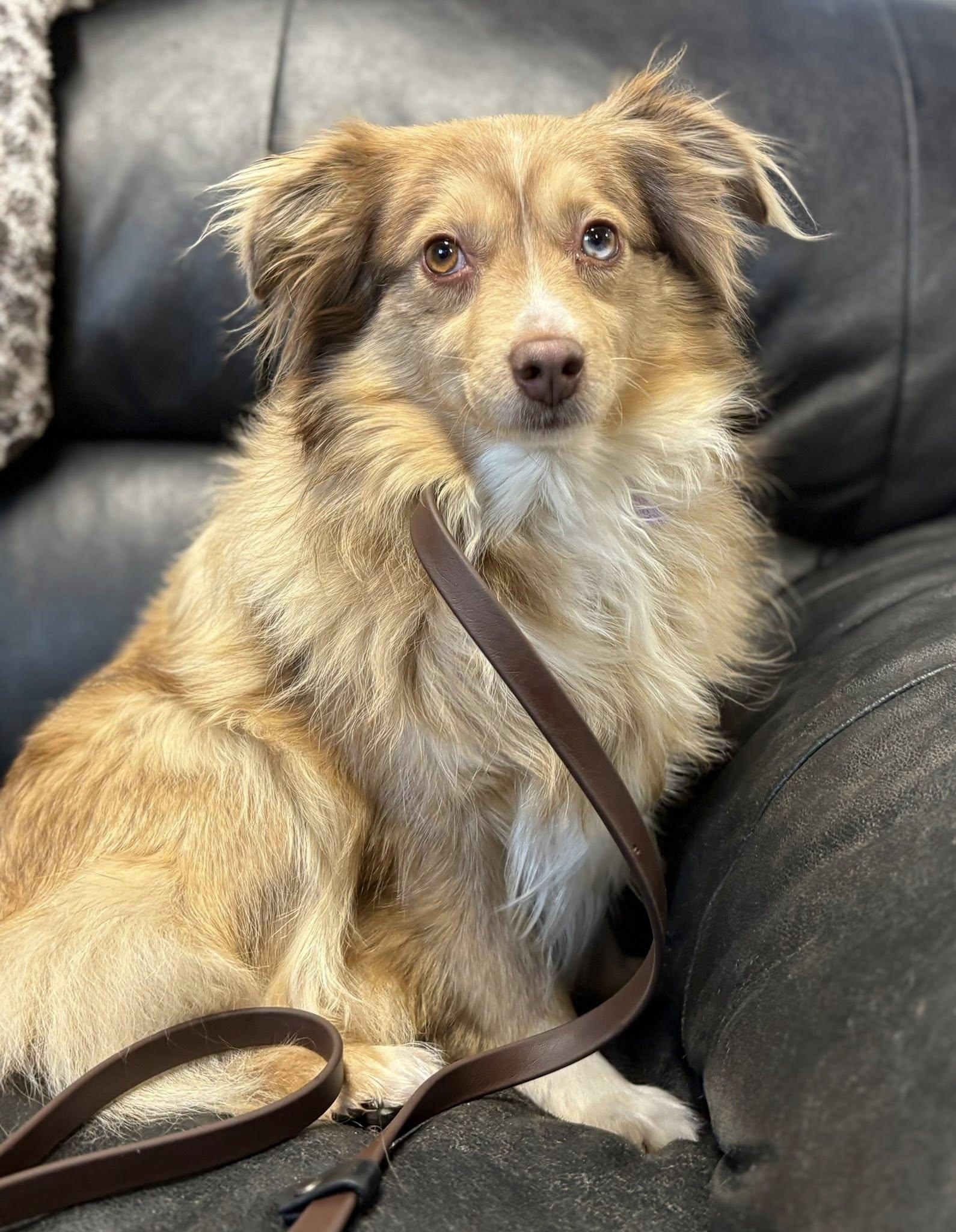 Enlarge Lou, a ADOPTABLE mixed breed in Saskatoon, SK image 2/5