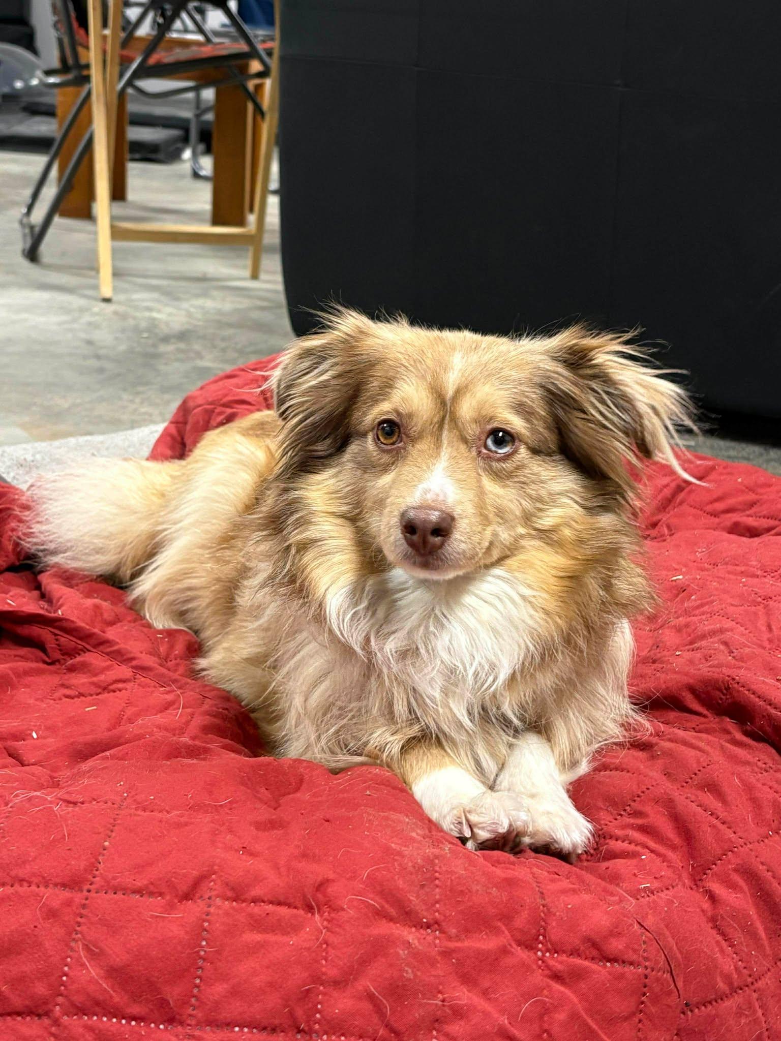 Enlarge Lou, a ADOPTABLE mixed breed in Saskatoon, SK image 5/5