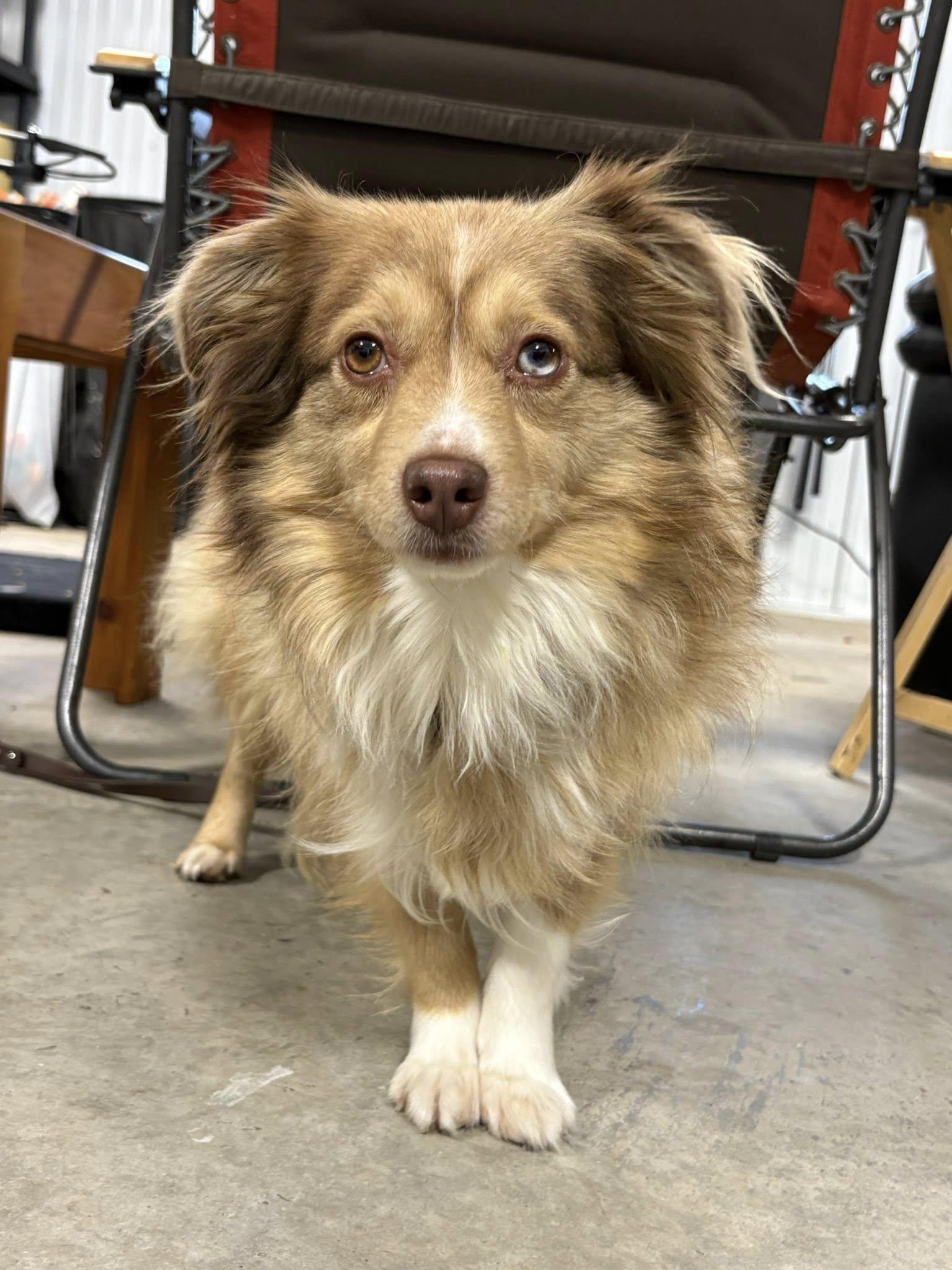 Enlarge Lou, a ADOPTABLE mixed breed in Saskatoon, SK image 1/5