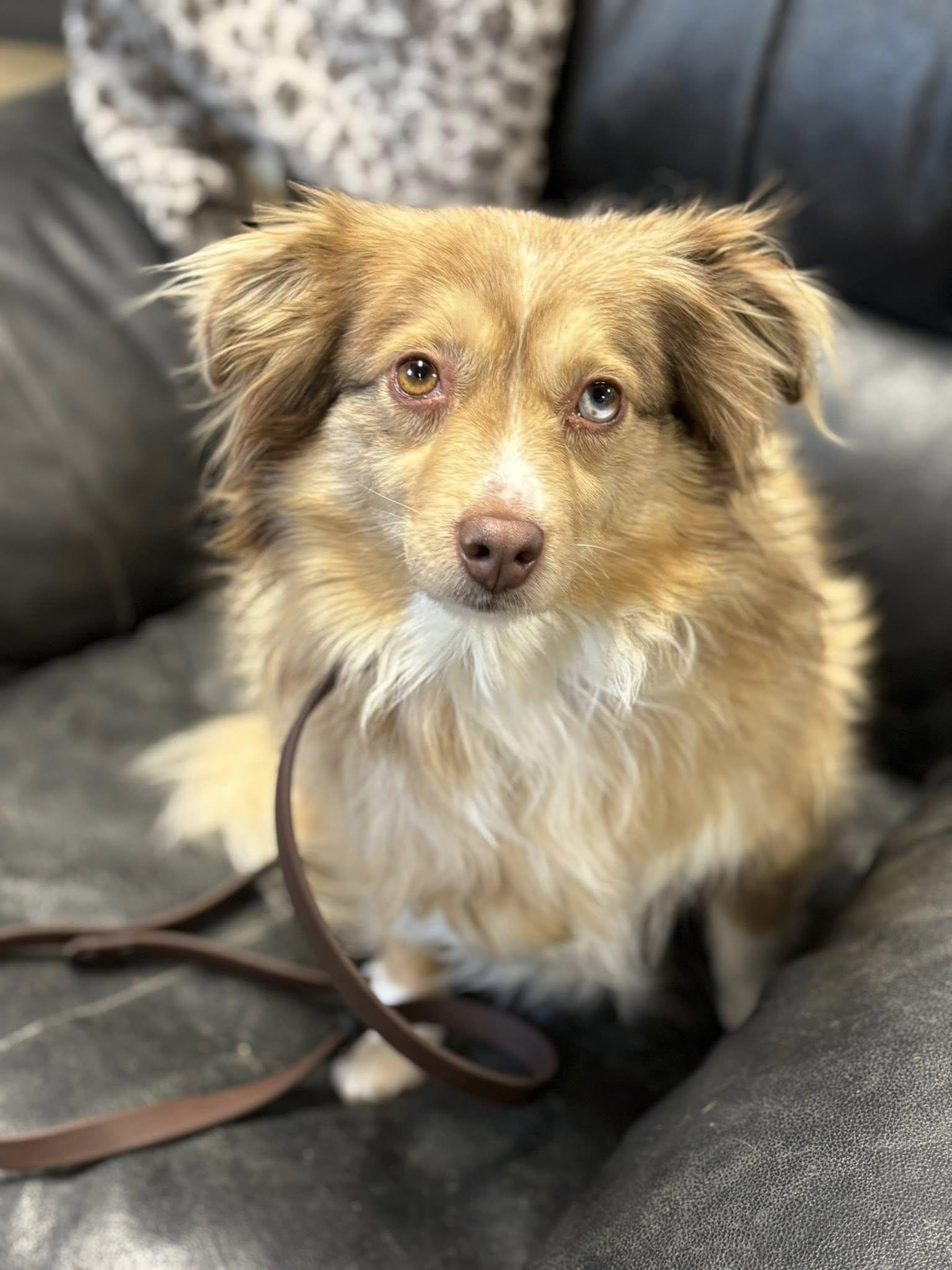 Enlarge Lou, a ADOPTABLE mixed breed in Saskatoon, SK image 4/5