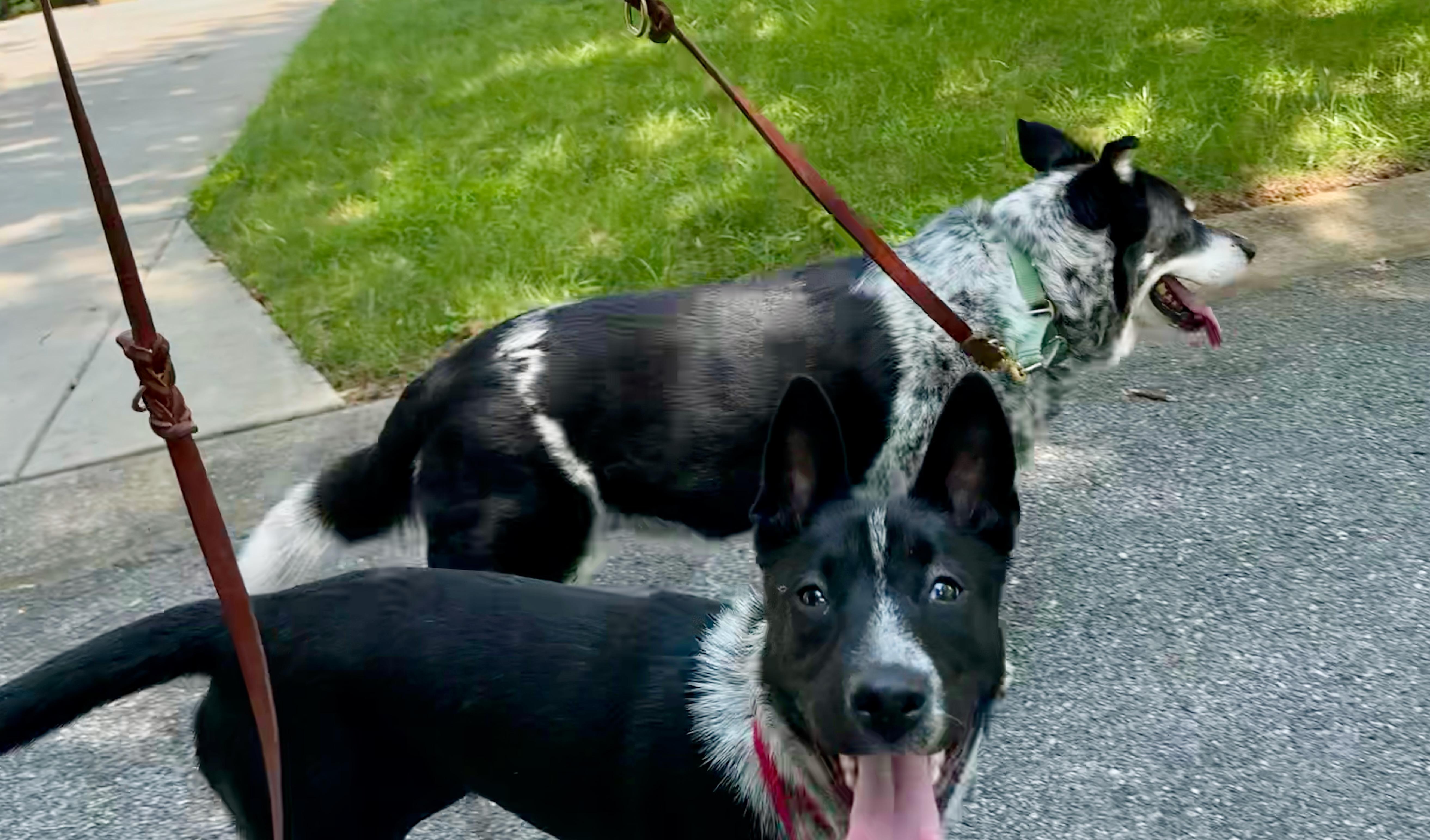 Rosemary, a Adoptable mixed breed in Jessup, MD image 2/4