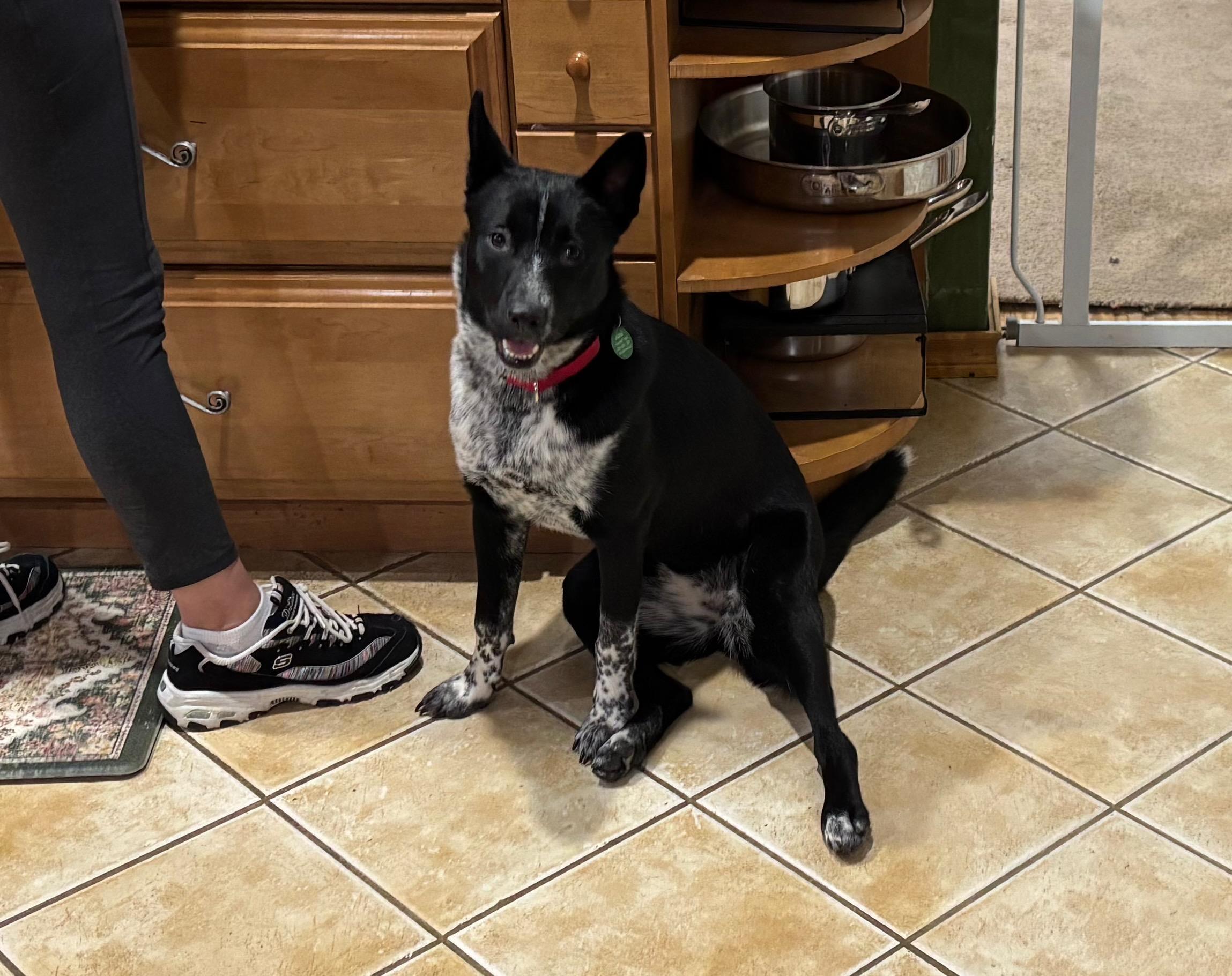 Rosemary, a Adoptable mixed breed in Jessup, MD image 1/4