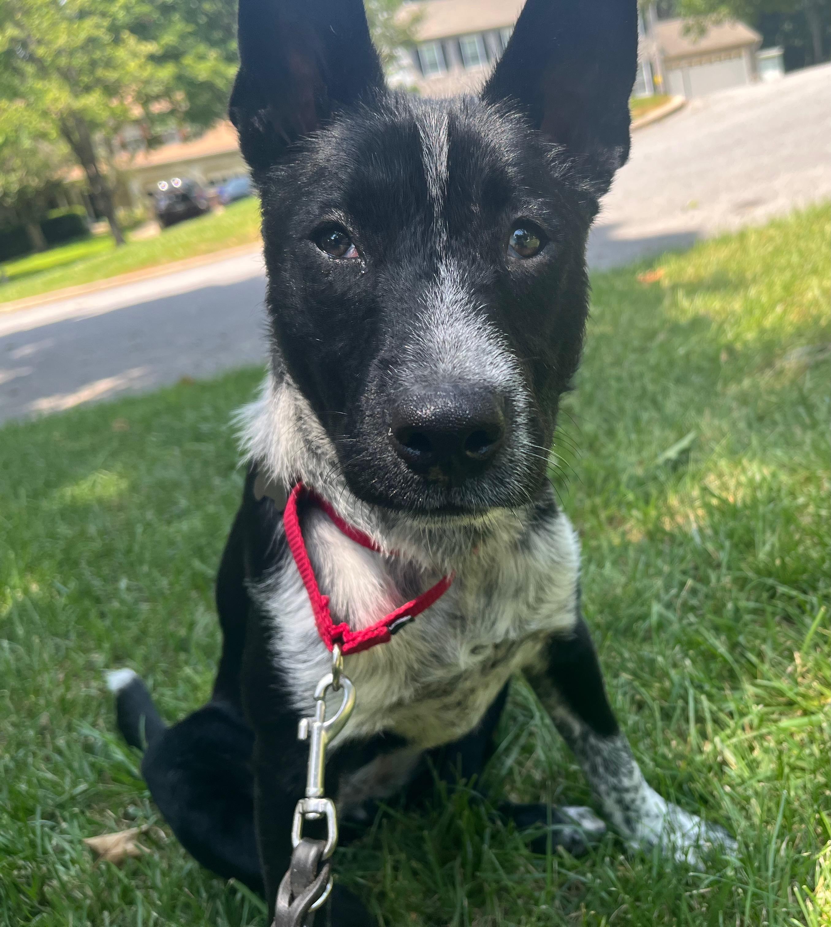 Rosemary, a Adoptable mixed breed in Jessup, MD image 1/4