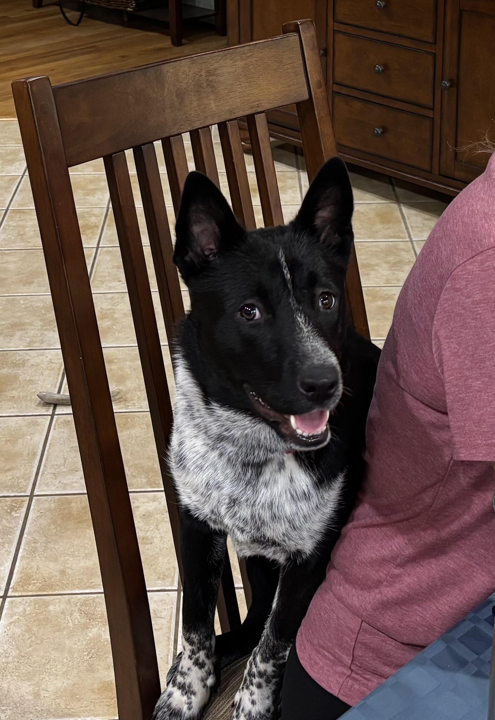 Rosemary, a Adoptable mixed breed in Jessup, MD image 2/4