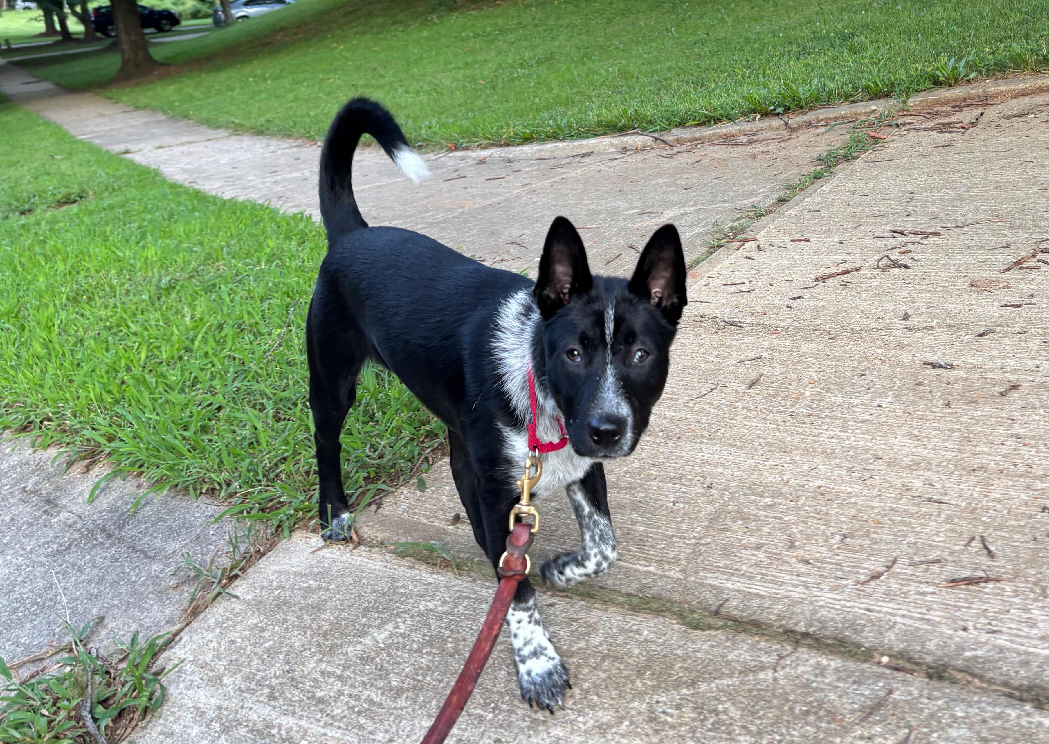Rosemary, a Adoptable mixed breed in Jessup, MD image 3/4