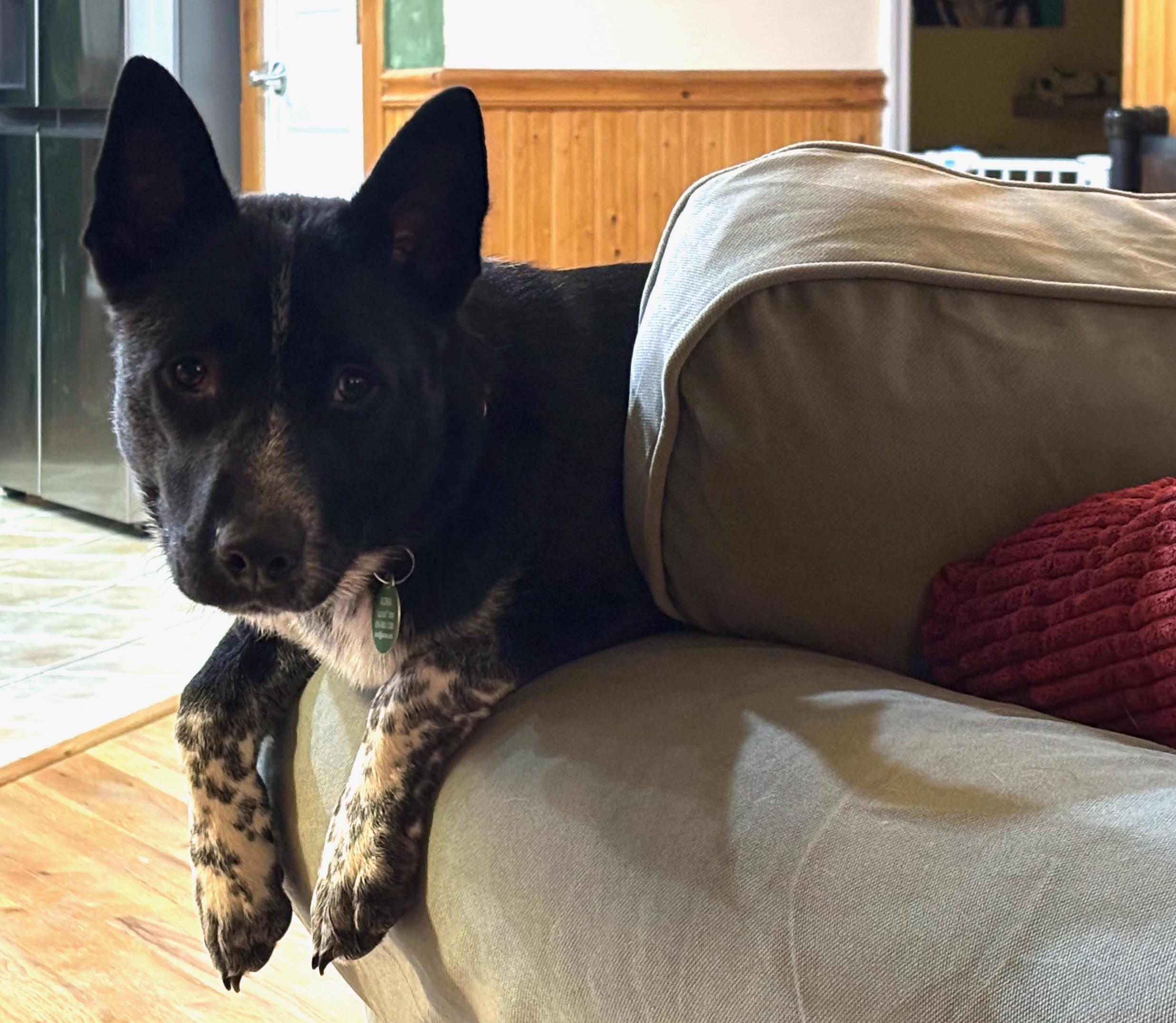 Rosemary, a Adoptable mixed breed in Jessup, MD image 3/4