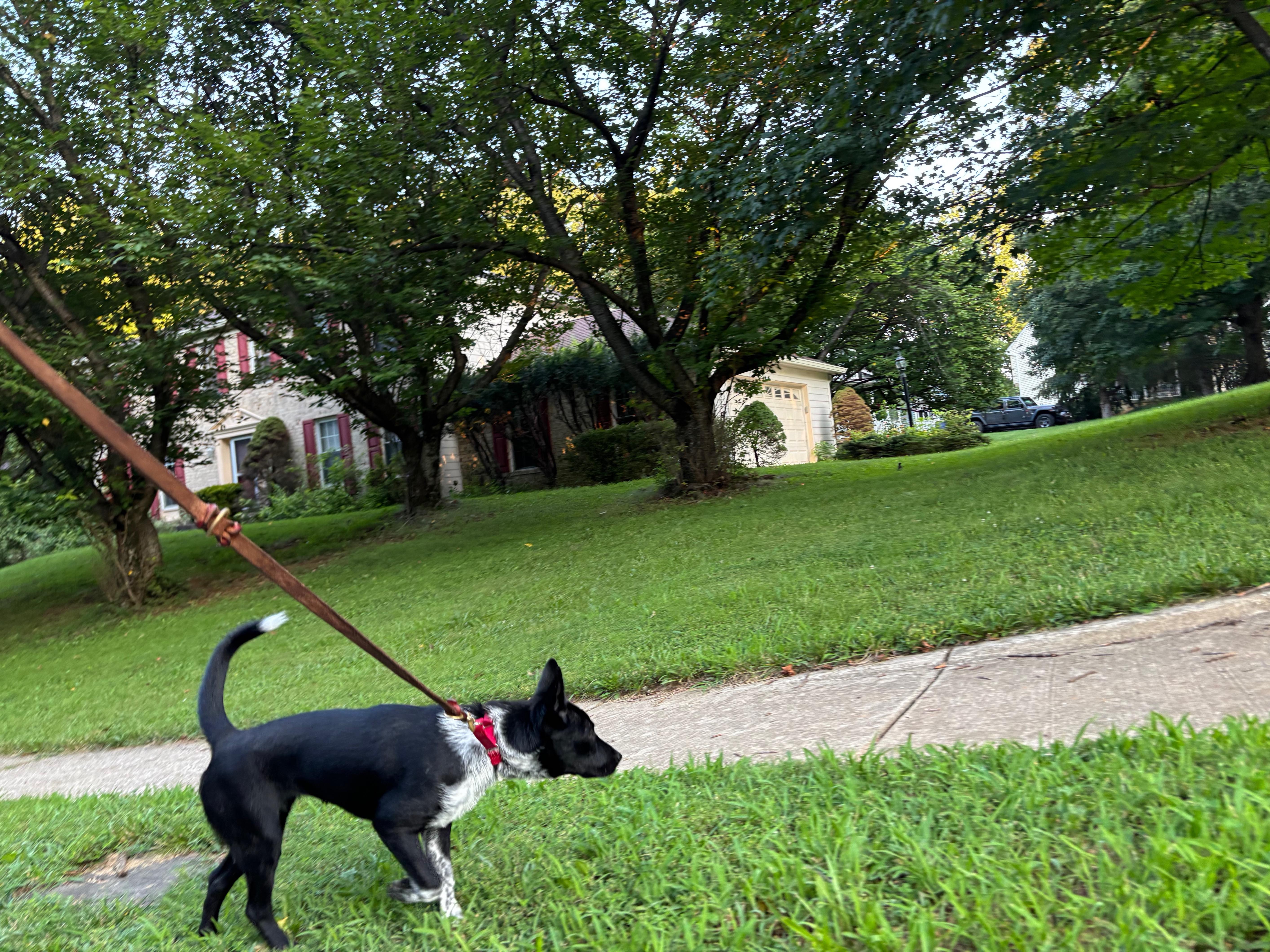 Rosemary, a Adoptable mixed breed in Jessup, MD image 4/4