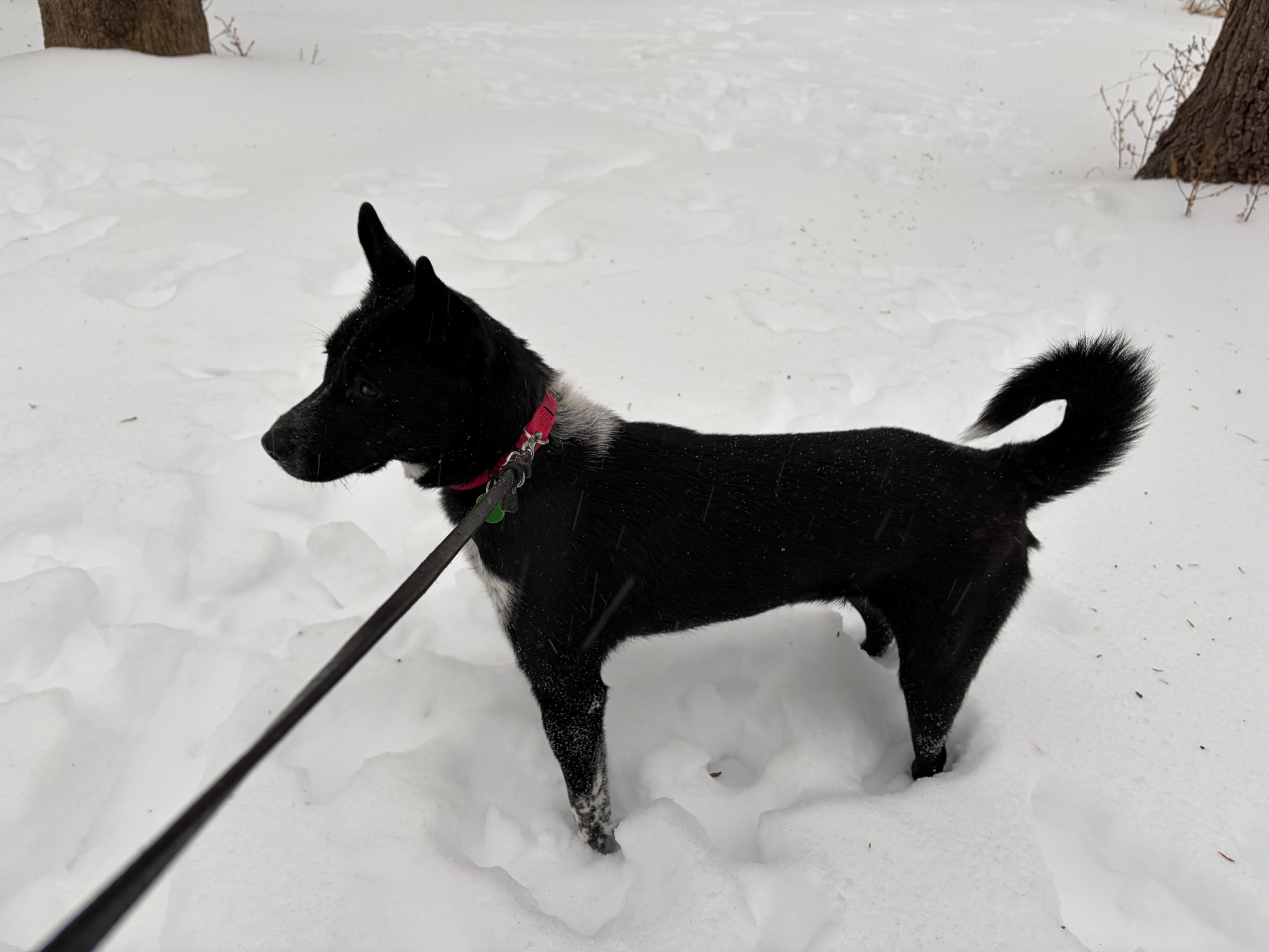 Rosemary, a Adoptable mixed breed in Jessup, MD image 4/4