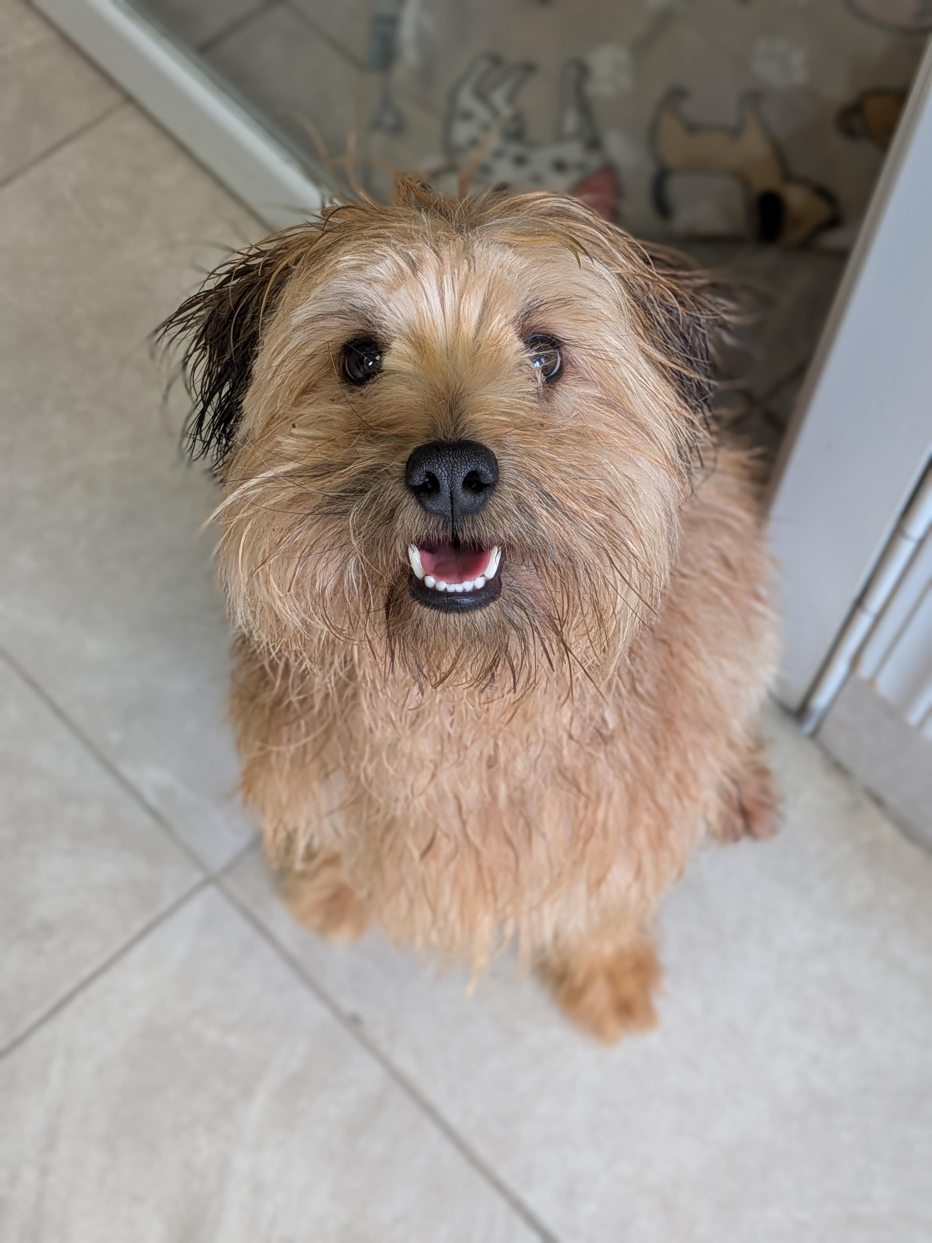 Henry, Adopted, Adult Male Norfolk Terrier.