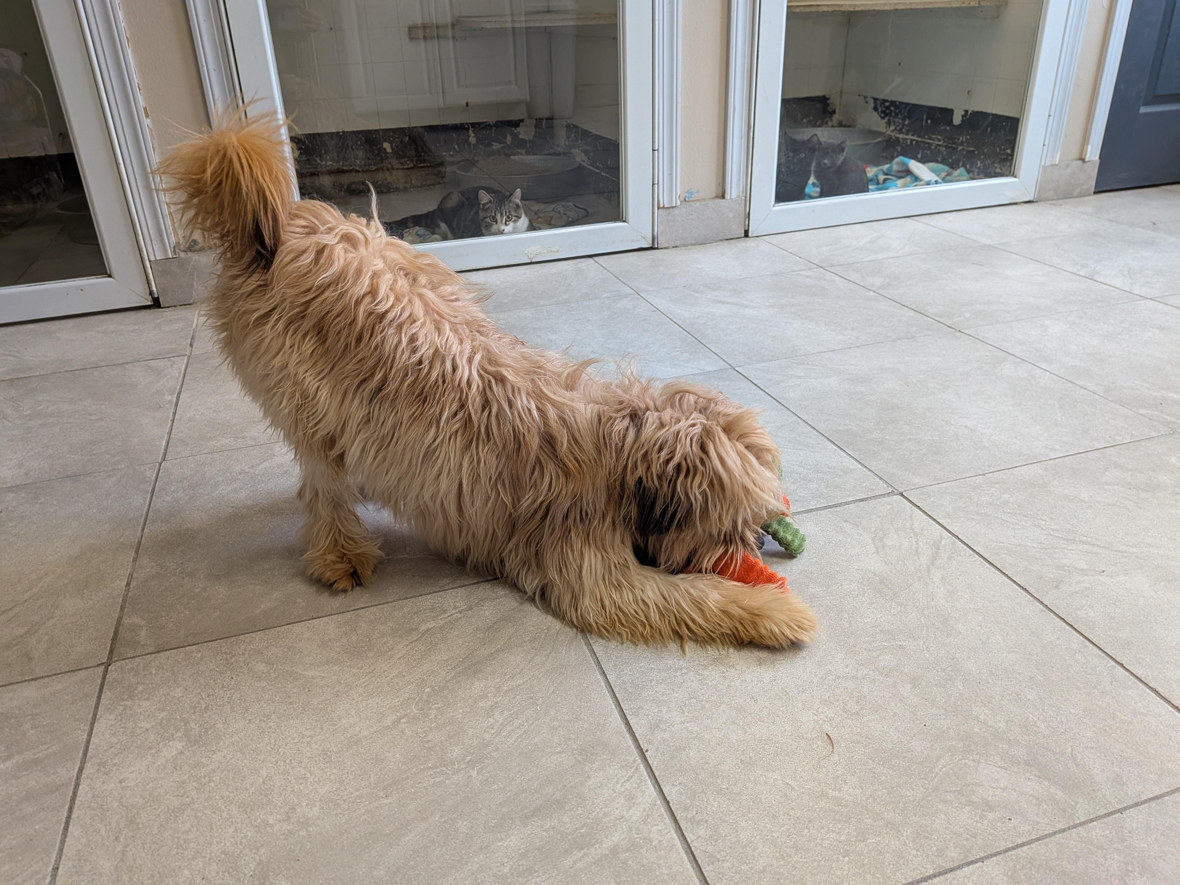 Henry, a Adopted mixed breed in Hermiston, OR image 5/5