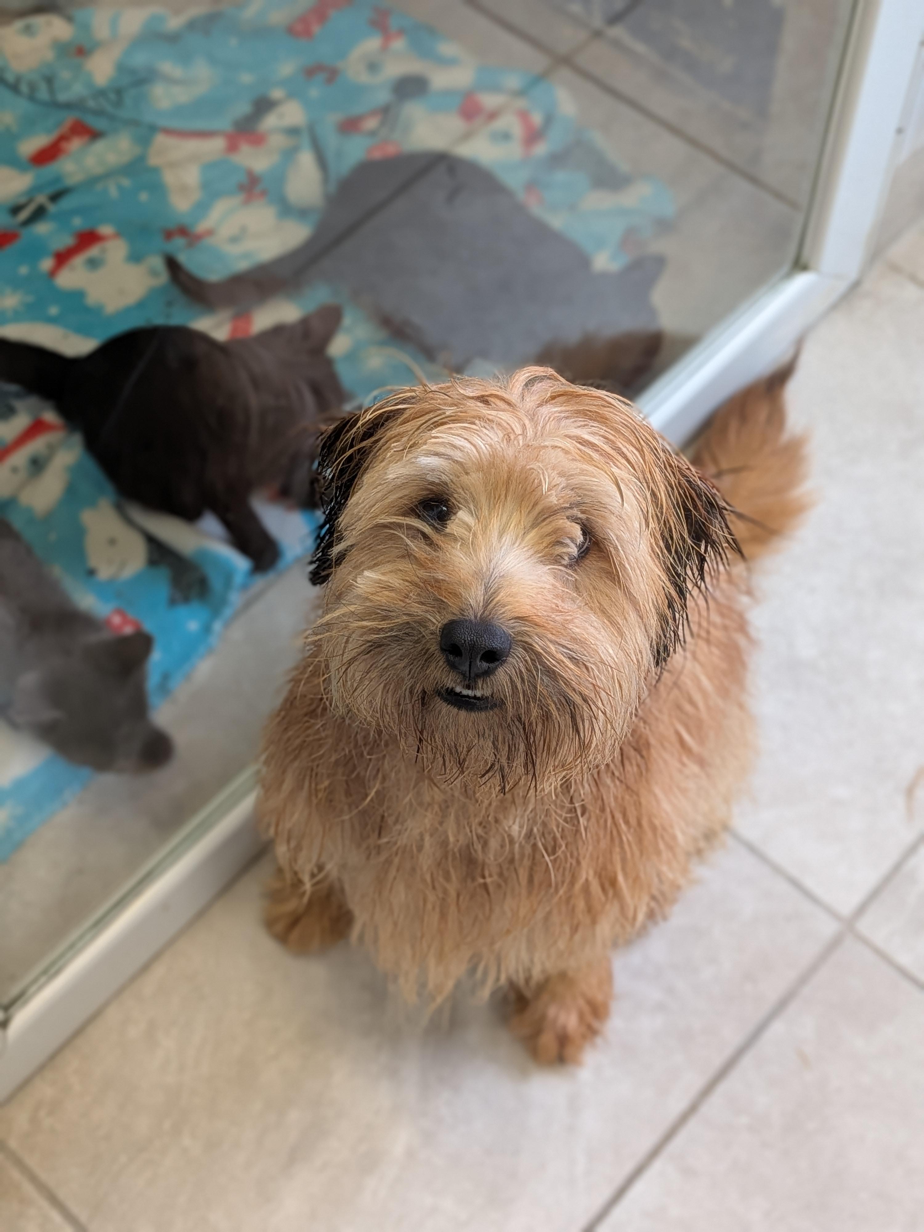 Henry, a Adopted mixed breed in Hermiston, OR image 2/5