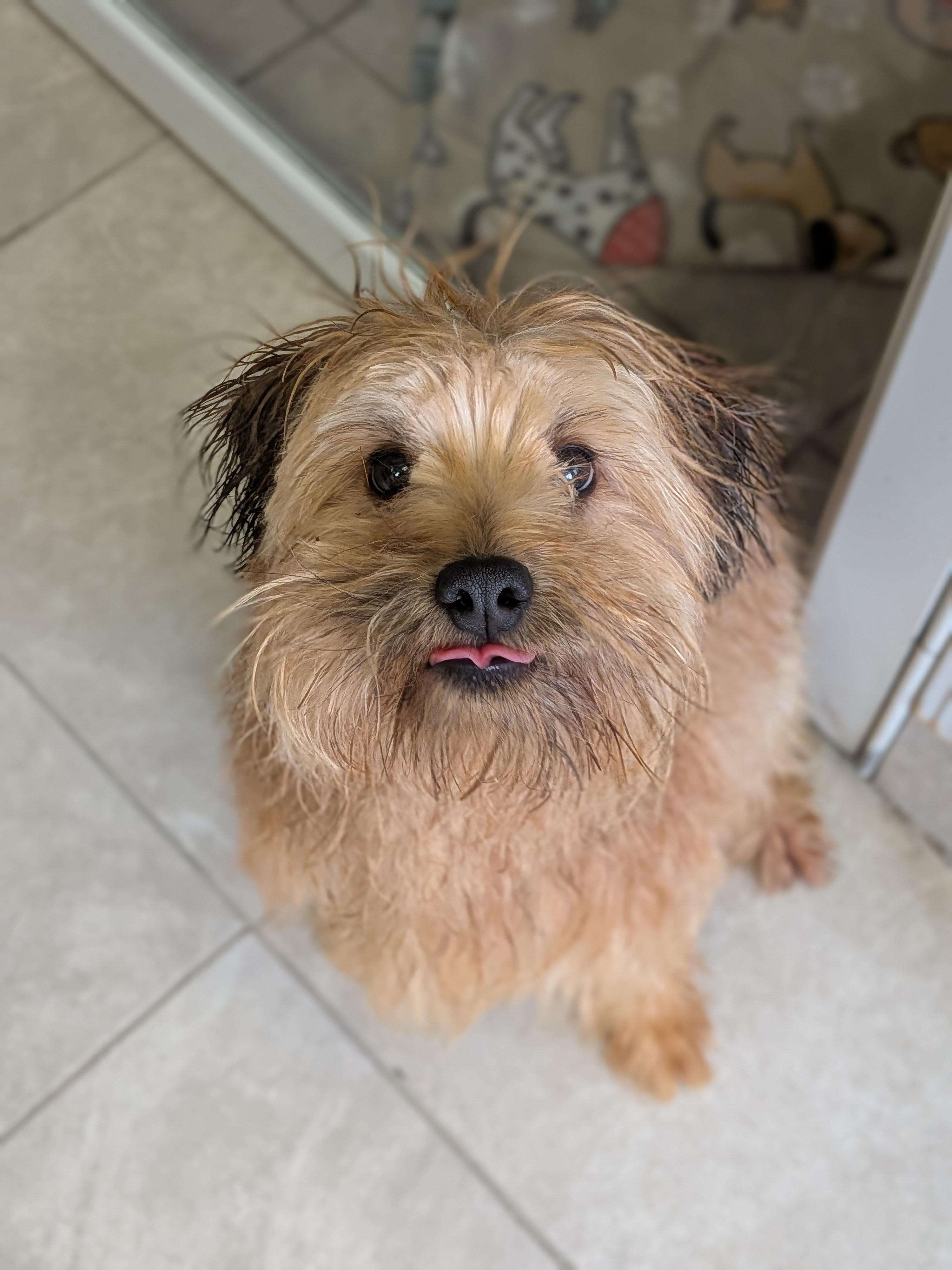Henry, a Adopted mixed breed in Hermiston, OR image 4/5