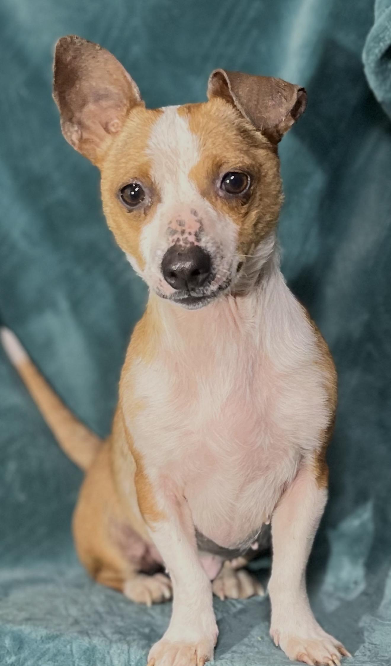 Enlarge Millie , a ADOPTABLE mixed breed in Pelham, NH image 6/6