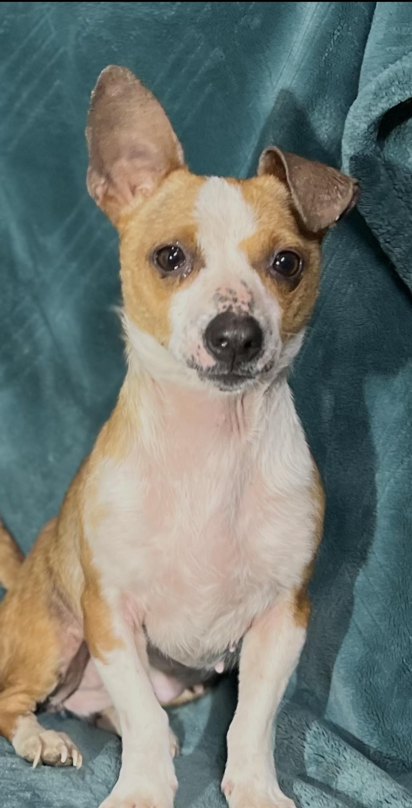 Enlarge Millie , a ADOPTABLE mixed breed in Pelham, NH image 5/6