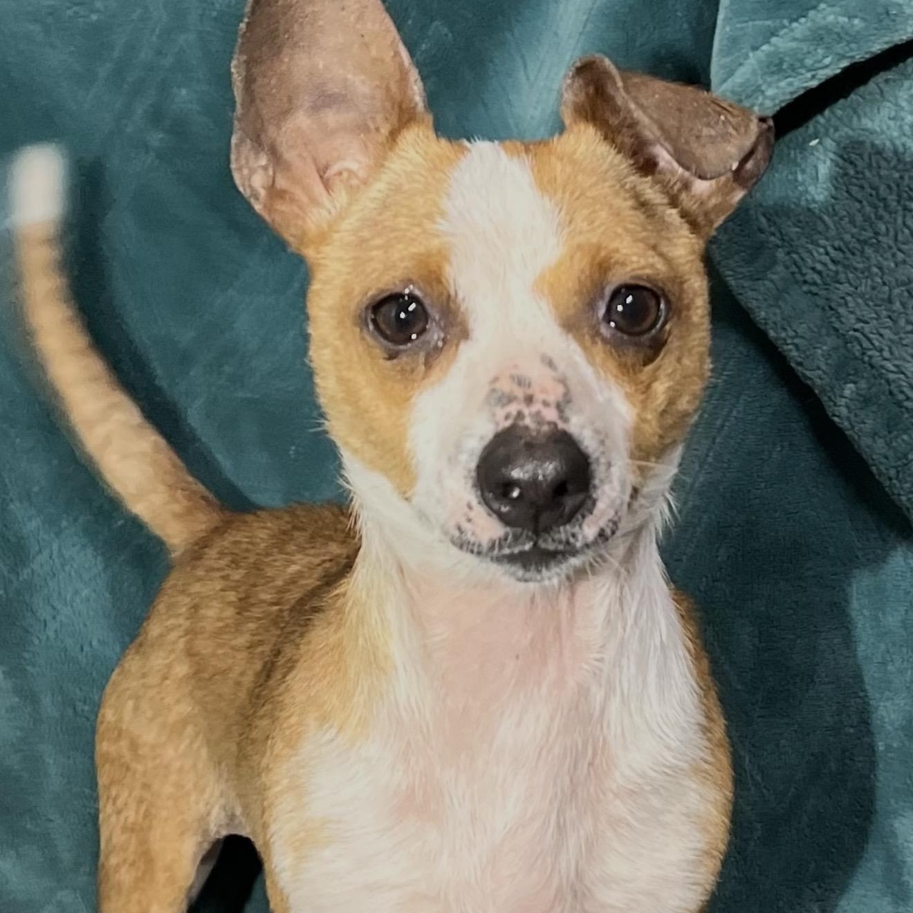 Enlarge Millie , a ADOPTABLE mixed breed in Pelham, NH image 1/6