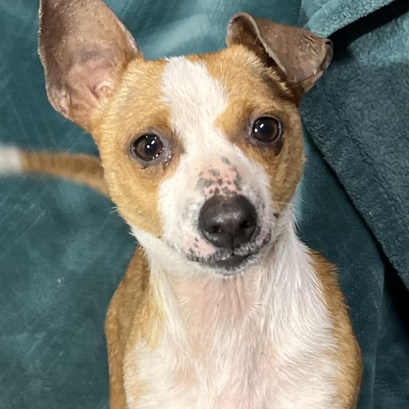 Enlarge Millie , a ADOPTABLE mixed breed in Pelham, NH image 3/6