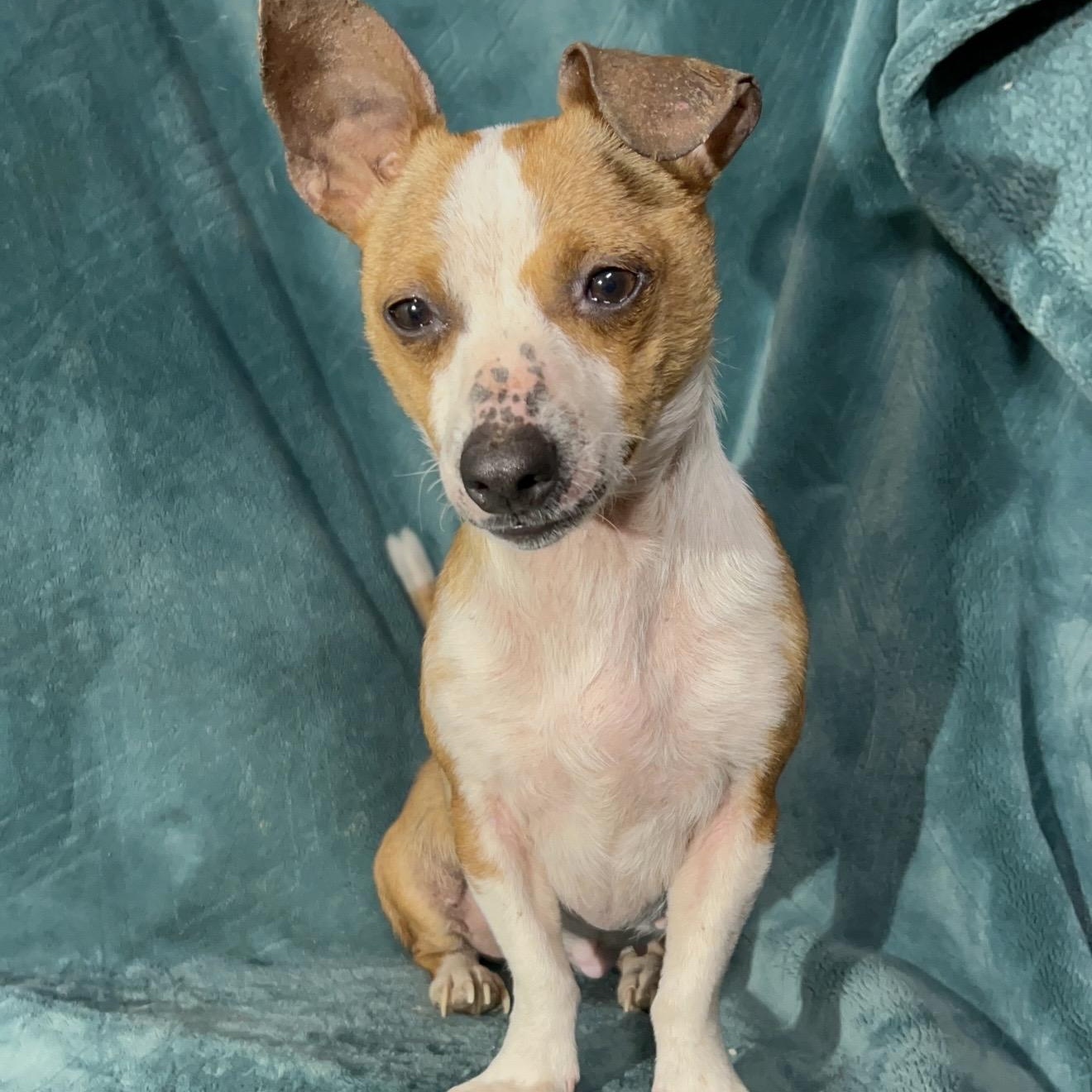 Enlarge Millie , a ADOPTABLE mixed breed in Pelham, NH image 2/6