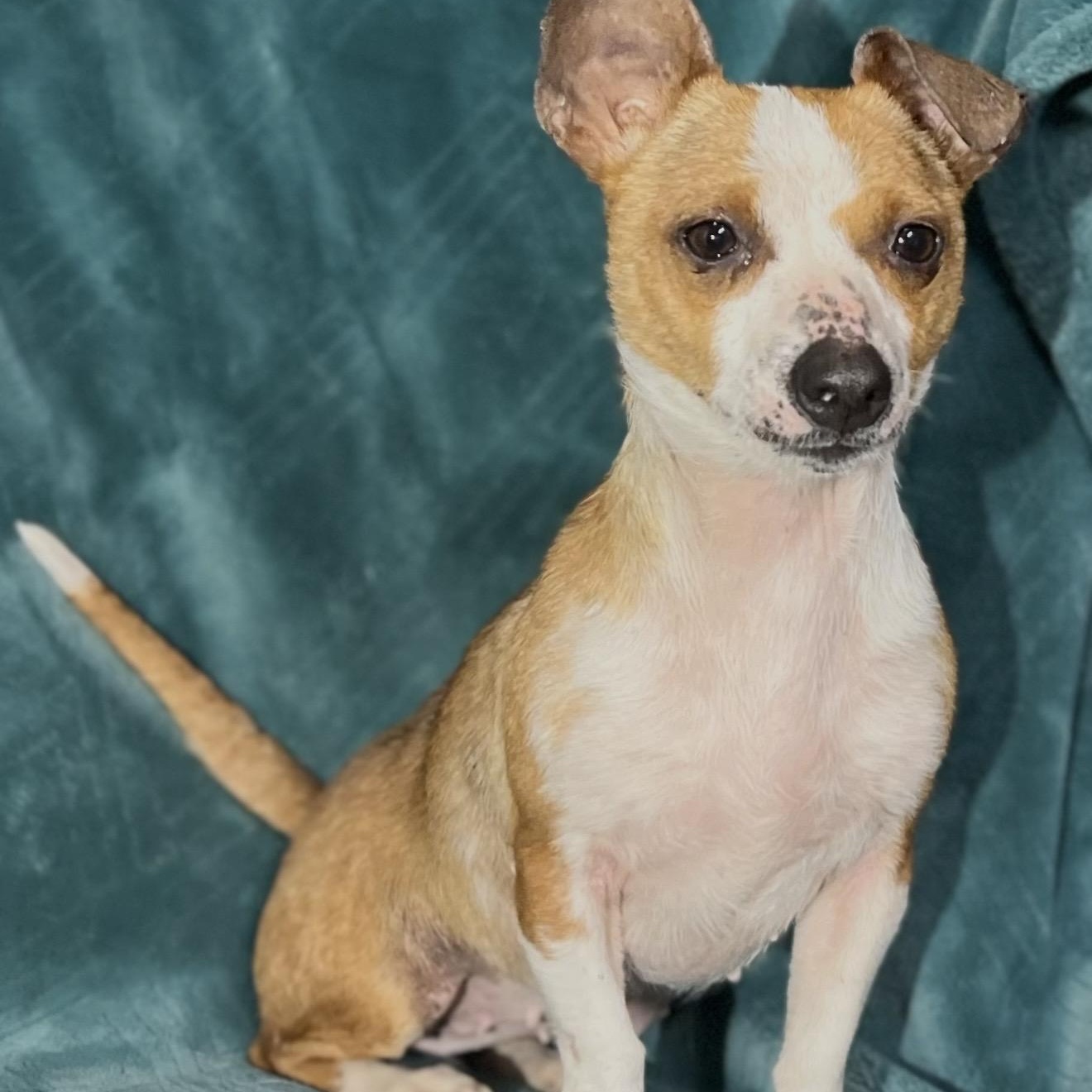 Enlarge Millie , a ADOPTABLE mixed breed in Pelham, NH image 4/6