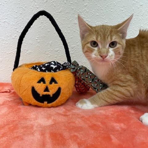 Nashville, a Adoptable Domestic Short Hair in Red Wing, MN image 1/4