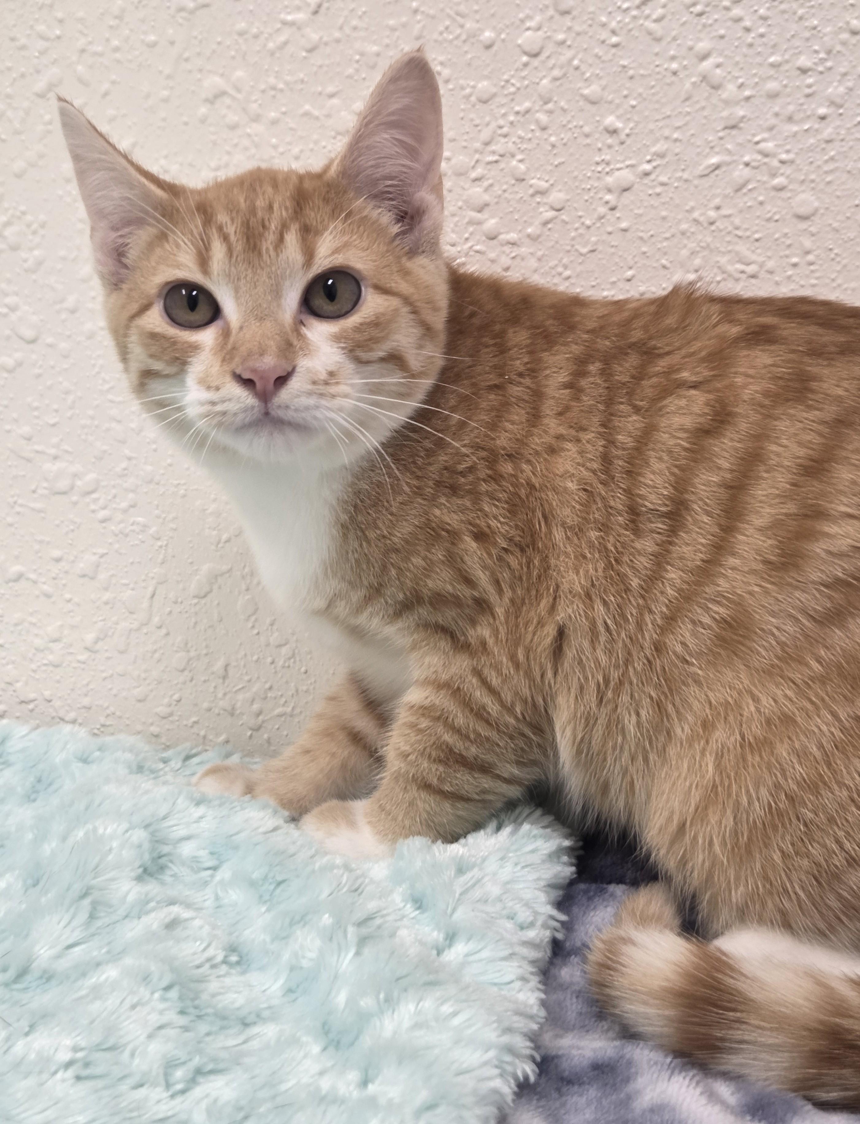 Nashville, a Adoptable Domestic Short Hair in Red Wing, MN image 2/4
