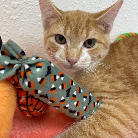 Nashville, a Adoptable Domestic Short Hair in Red Wing, MN image 3/4