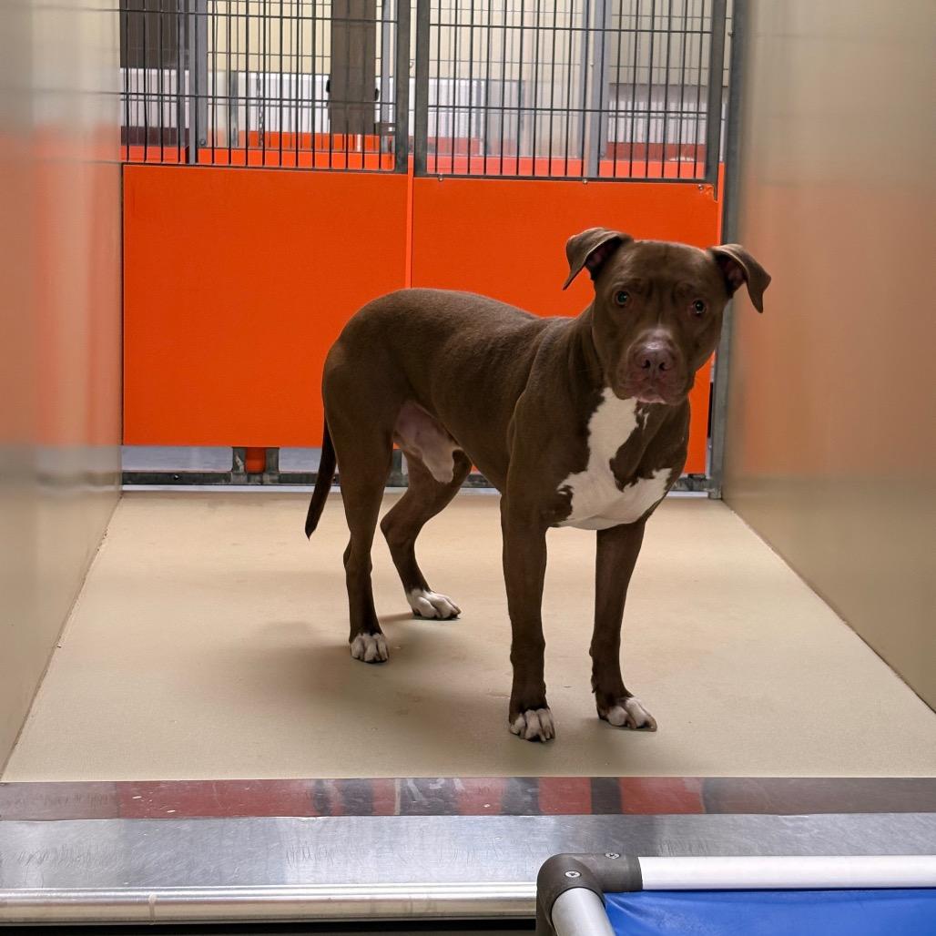 Graham, Adoptable, Adult Male Mixed Breed.