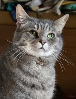 Enlarge Nina, a Adoptable mixed breed in Raleigh, NC image 1/3