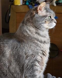 Enlarge Nina, a Adoptable mixed breed in Raleigh, NC image 3/3