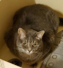 Enlarge Nina, a Adoptable mixed breed in Raleigh, NC image 2/3